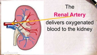 The
Renal Artery
delivers oxygenated
blood to the kidney
 