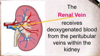 The
Renal Vein
receives
deoxygenated blood
from the peritubular
veins within the
kidney
 