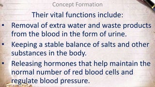 Their vital functions include:
• Removal of extra water and waste products
from the blood in the form of urine.
• Keeping a stable balance of salts and other
substances in the body.
• Releasing hormones that help maintain the
normal number of red blood cells and
regulate blood pressure.
Concept Formation
 