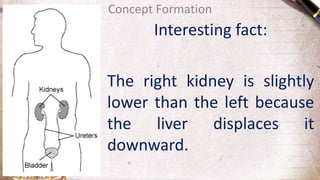 Interesting fact:
The right kidney is slightly
lower than the left because
the liver displaces it
downward.
Concept Formation
 