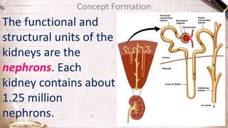 Concept Formation
The functional and
structural units of the
kidneys are the
nephrons. Each
kidney contains about
1.25 million
nephrons.
 
