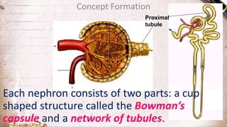 Concept Formation
Each nephron consists of two parts: a cup
shaped structure called the Bowman’s
capsule and a network of tubules.
Proximal
tubule
 