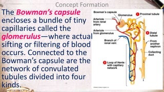 Concept Formation
The Bowman’s capsule
encloses a bundle of tiny
capillaries called the
glomerulus—where actual
sifting or filtering of blood
occurs. Connected to the
Bowman’s capsule are the
network of convulated
tubules divided into four
kinds.
 
