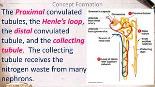 Concept Formation
The Proximal convulated
tubules, the Henle’s loop,
the distal convulated
tubule, and the collecting
tubule. The collecting
tubule receives the
nitrogen waste from many
nephrons.
 