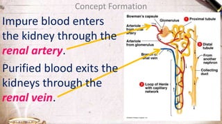 Concept Formation
Impure blood enters
the kidney through the
renal artery.
Purified blood exits the
kidneys through the
renal vein.
 