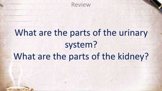 What are the parts of the urinary
system?
What are the parts of the kidney?
Review
 