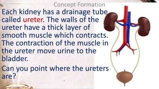Each kidney has a drainage tube
called ureter. The walls of the
ureter have a thick layer of
smooth muscle which contracts.
The contraction of the muscle in
the ureter move urine to the
bladder.
Can you point where the ureters
are?
Concept Formation
 