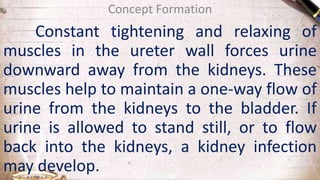 Constant tightening and relaxing of
muscles in the ureter wall forces urine
downward away from the kidneys. These
muscles help to maintain a one-way flow of
urine from the kidneys to the bladder. If
urine is allowed to stand still, or to flow
back into the kidneys, a kidney infection
may develop.
Concept Formation
 