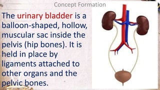The urinary bladder is a
balloon-shaped, hollow,
muscular sac inside the
pelvis (hip bones). It is
held in place by
ligaments attached to
other organs and the
pelvic bones.
Concept Formation
 