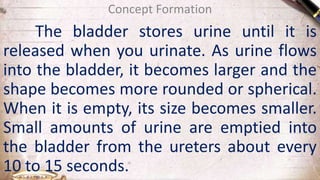 The bladder stores urine until it is
released when you urinate. As urine flows
into the bladder, it becomes larger and the
shape becomes more rounded or spherical.
When it is empty, its size becomes smaller.
Small amounts of urine are emptied into
the bladder from the ureters about every
10 to 15 seconds.
Concept Formation
 