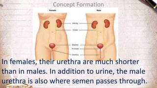 Concept Formation
In females, their urethra are much shorter
than in males. In addition to urine, the male
urethra is also where semen passes through.
 