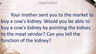 Application
Your mother sent you to the market to
buy a cow's kidney. Would you be able to
buy a cow's kidney by pointing the kidney
to the meat vendor? Can you tell the
function of the kidney?
 