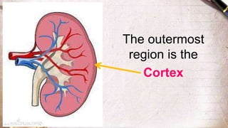 The outermost
region is the
Cortex
 