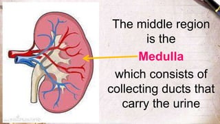 The middle region
is the
Medulla
which consists of
collecting ducts that
carry the urine
 