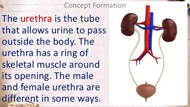 1st science 19 urinary system structure and functions