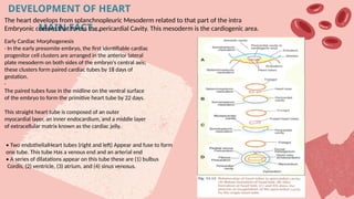 Mesodermal Heart 1st ppt developmental anatomy of heart.pptx