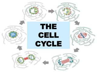 THE
CELL
CYCLE
 
