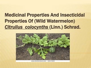 Medicinal Properties And Insecticidal
Properties Of (Wild Watermelon)
Citrullus colocynths (Linn.) Schrad.
 