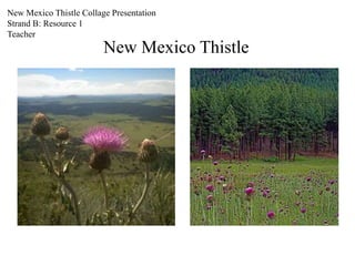 New Mexico Thistle
New Mexico Thistle Collage Presentation
Strand B: Resource 1
Teacher
 