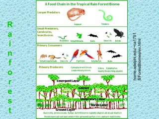 Rainforest home.adelphi.edu/~ca17518/ForestBiomesrev.html  