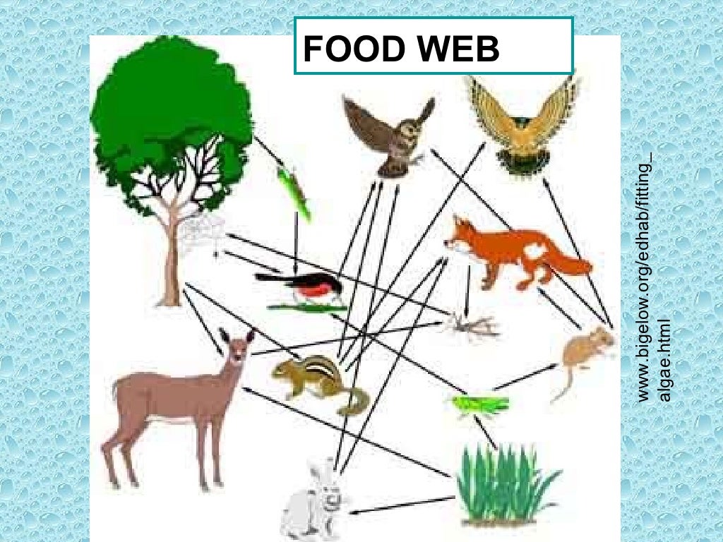Flow Of Energy In A Food Chain Is Unidirectional Foods And Drinks 2022