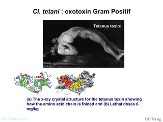 Structure cell bacteria (bakteriologi) .ppt