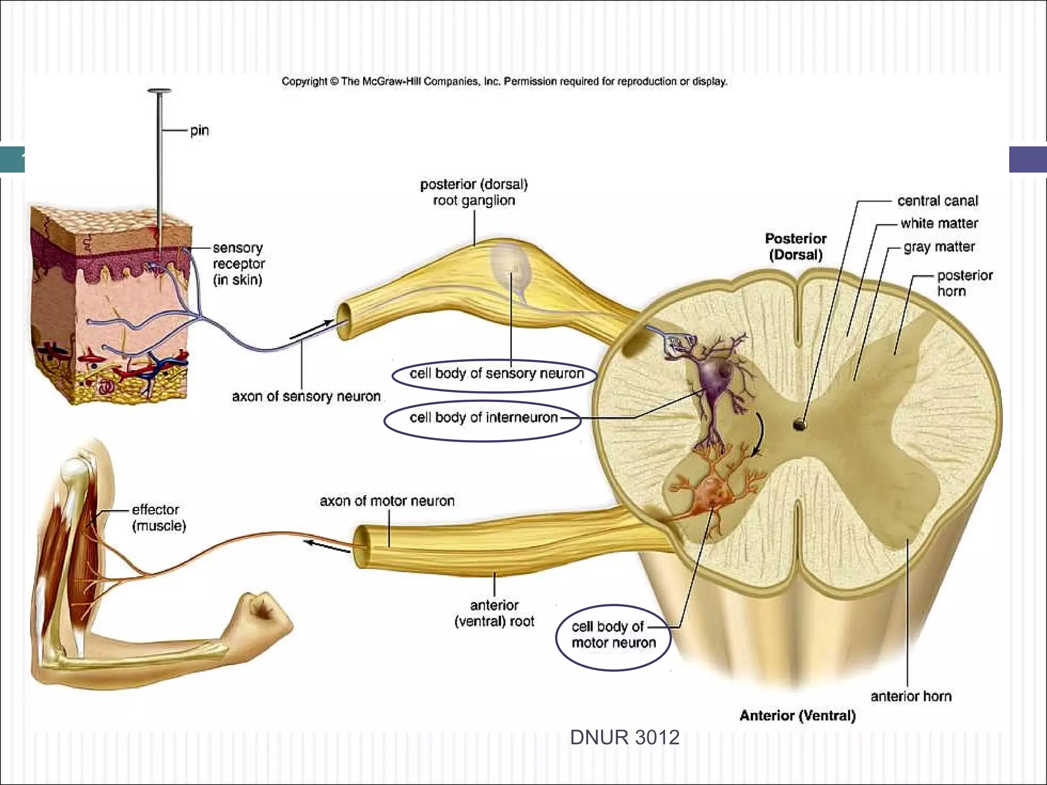 12




     DNUR 3012
 