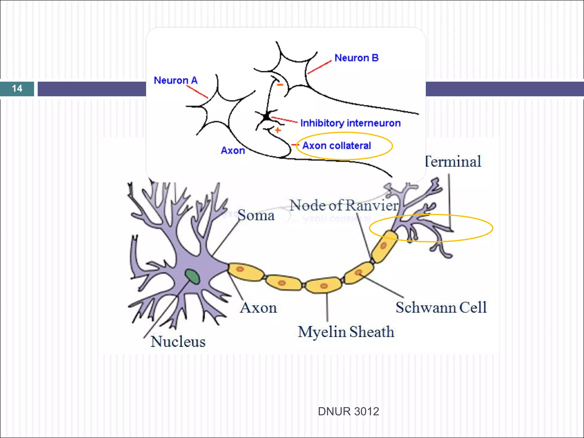 14




     DNUR 3012
 