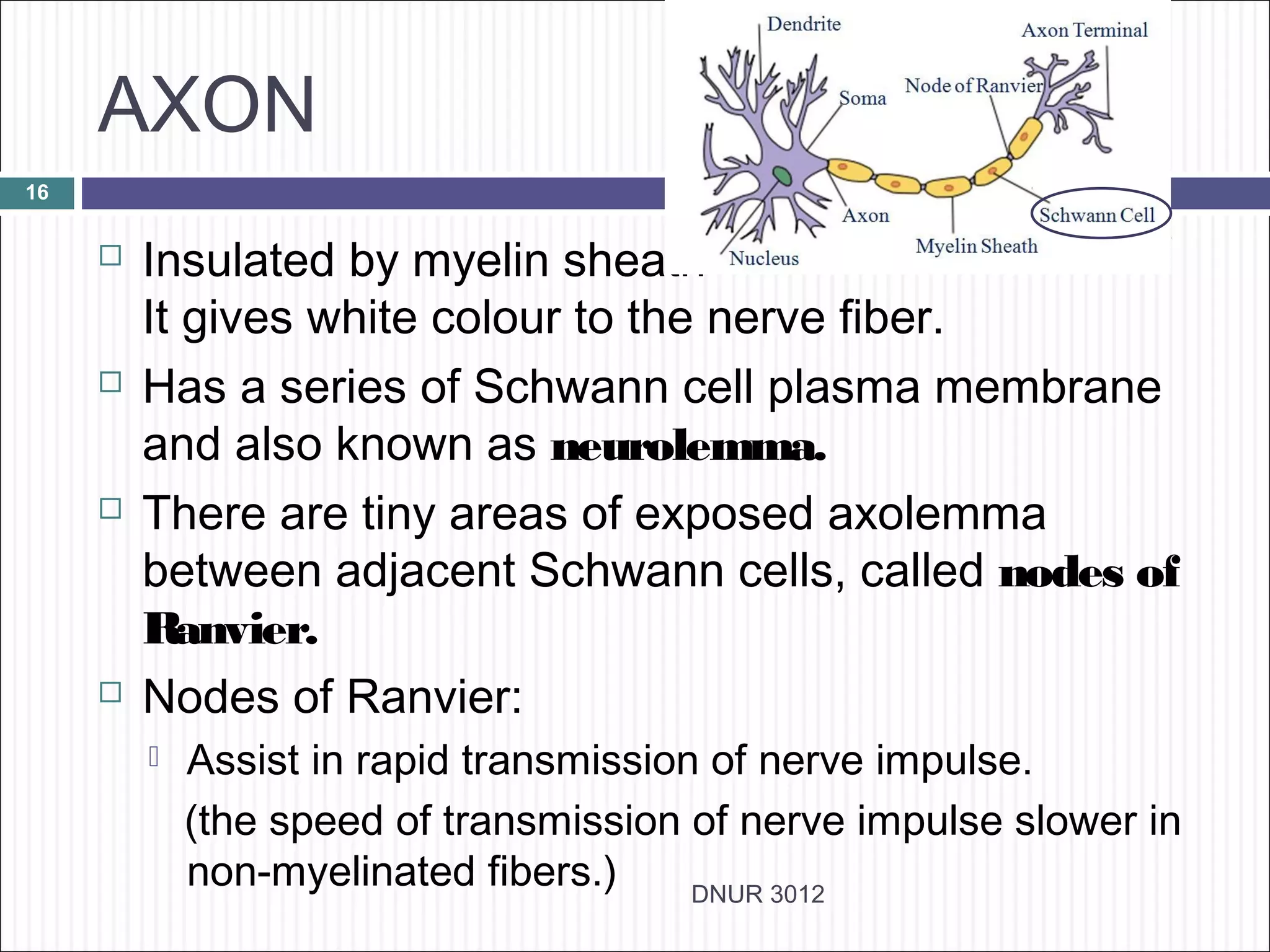 AXON
16


        Insulated by myelin sheath
         It gives white colour to the nerve fiber.
        Has a series of Schwann cell plasma membrane
         and also known as neurolemma.
        There are tiny areas of exposed axolemma
         between adjacent Schwann cells, called nodes of
         Ranvier.
        Nodes of Ranvier:
            Assist in rapid transmission of nerve impulse.
             (the speed of transmission of nerve impulse slower in
             non-myelinated fibers.)     DNUR 3012
 