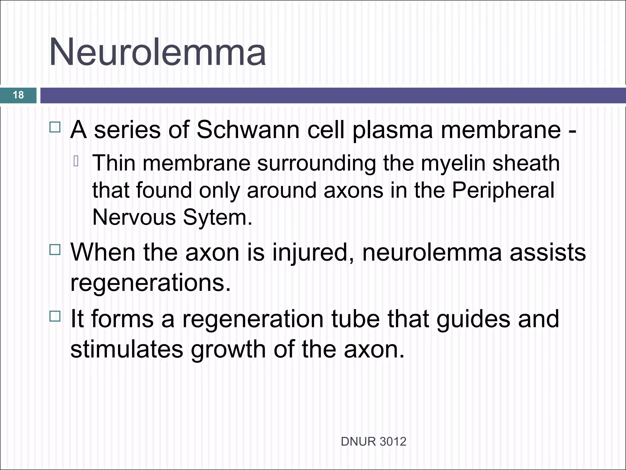 Neurolemma
18


        A series of Schwann cell plasma membrane -
            Thin membrane surrounding the myelin sheath
             that found only around axons in the Peripheral
             Nervous Sytem.
        When the axon is injured, neurolemma assists
         regenerations.
        It forms a regeneration tube that guides and
         stimulates growth of the axon.


                                     DNUR 3012
 