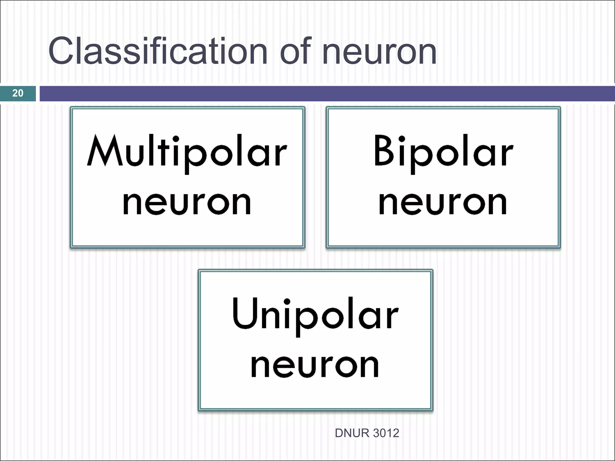 Classification of neuron
20




                      DNUR 3012
 