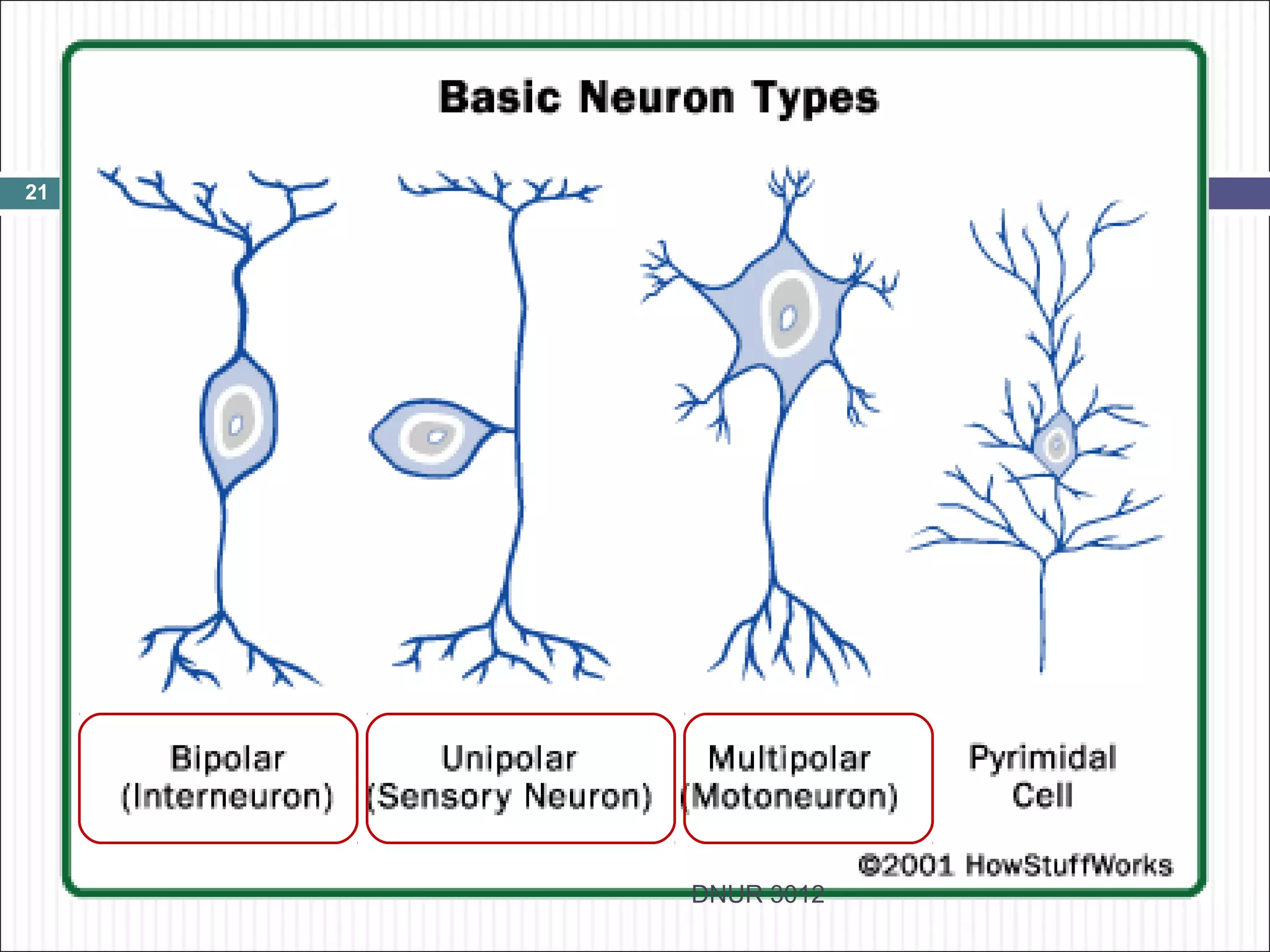 21




     DNUR 3012
 