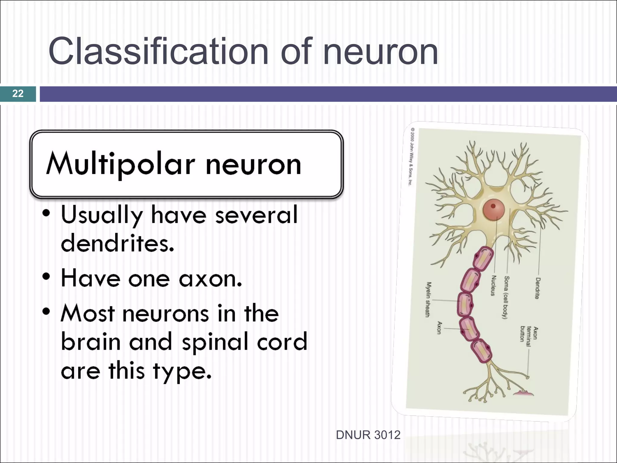 Classification of neuron
22




                      DNUR 3012
 