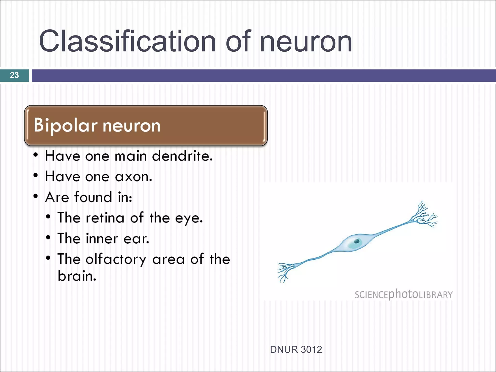 Classification of neuron
23




                      DNUR 3012
 