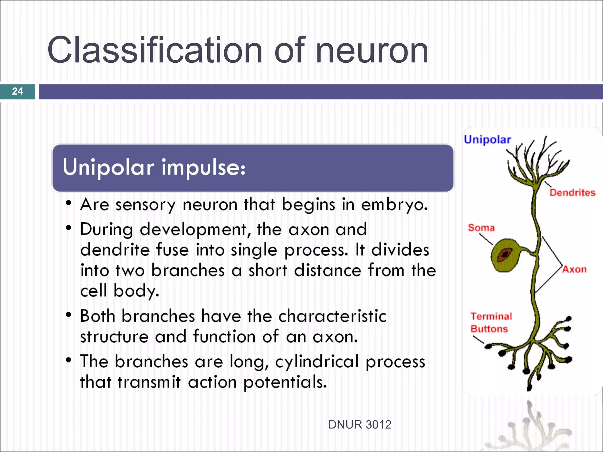 Classification of neuron
24




                      DNUR 3012
 