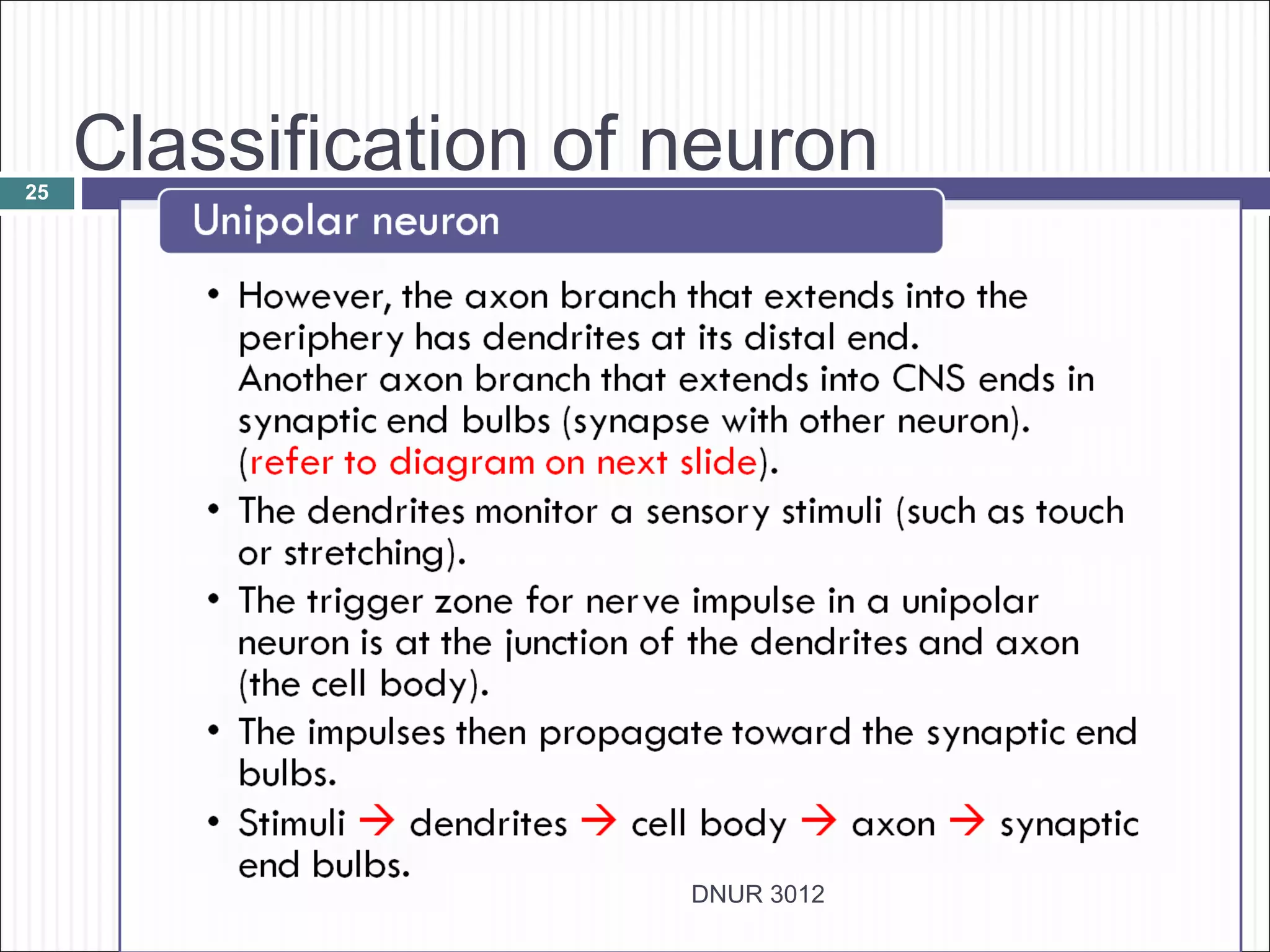 25
     Classification of neuron




                       DNUR 3012
 