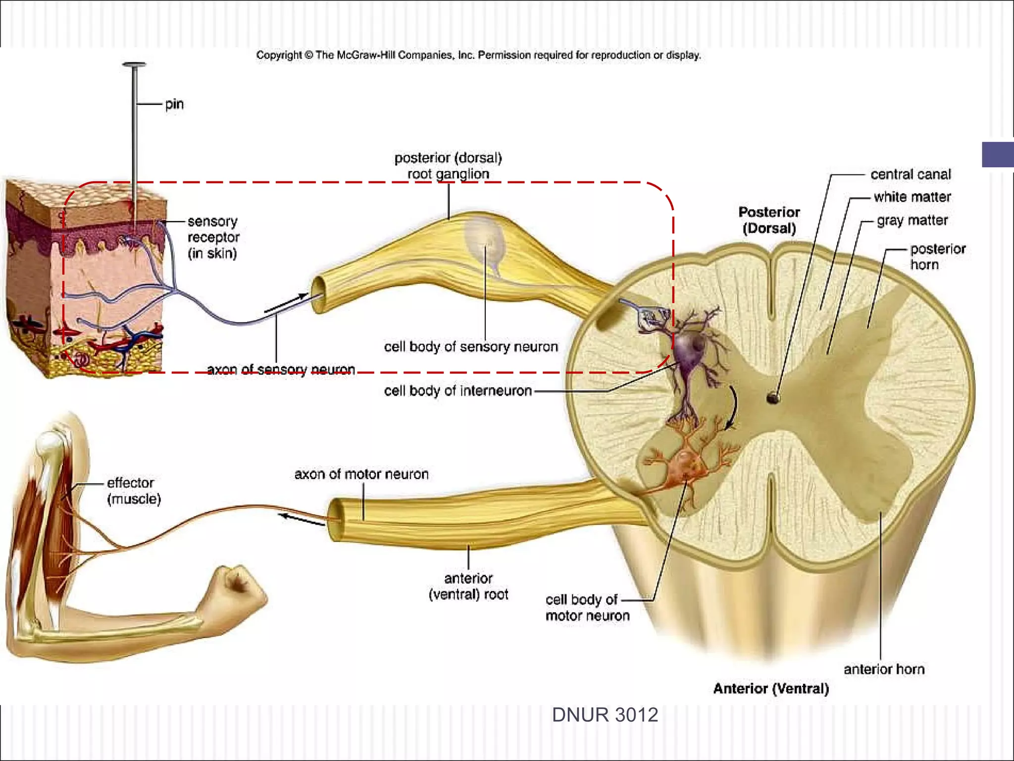 26




     DNUR 3012
 
