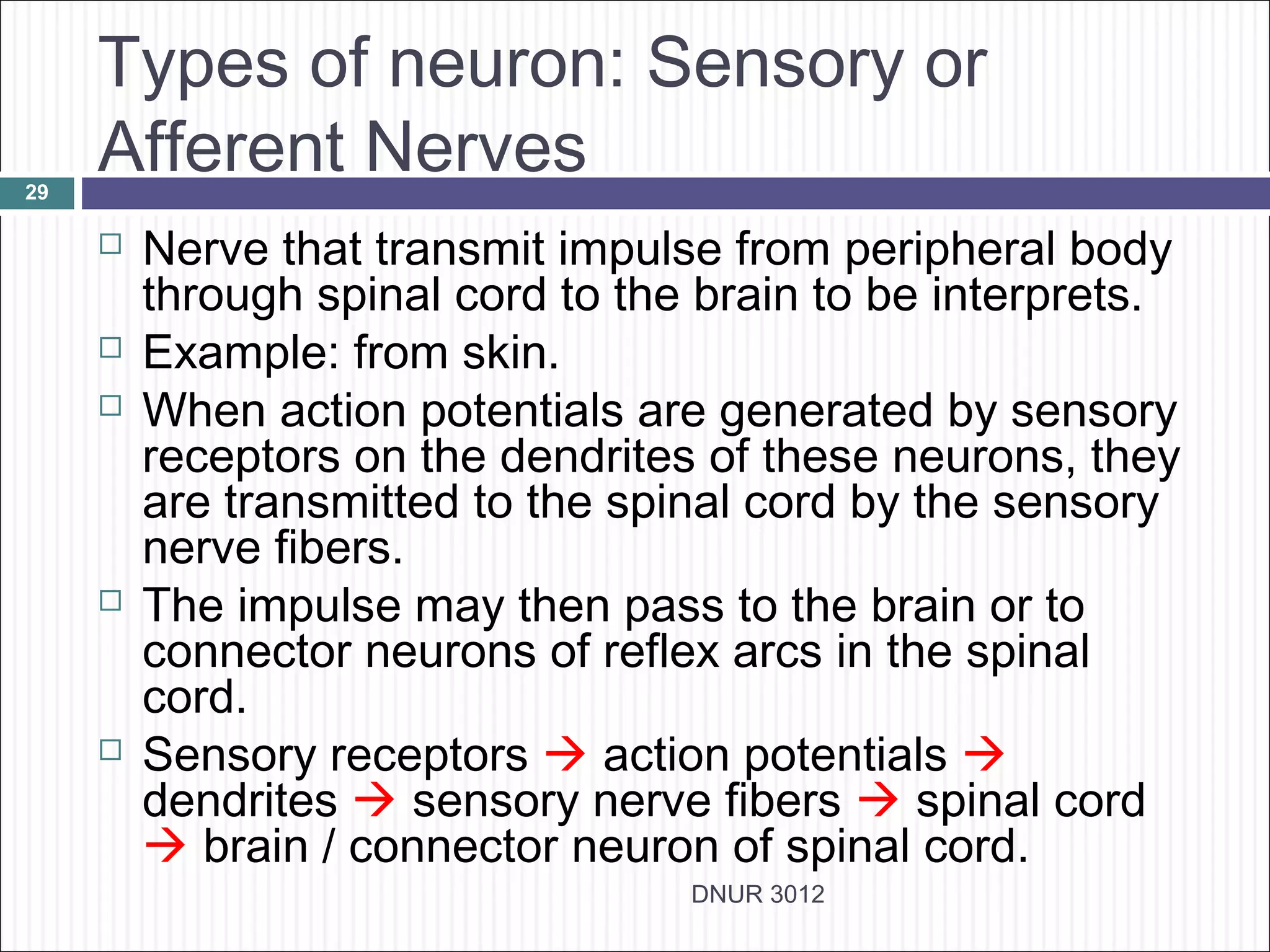 Types of neuron: Sensory or
29
     Afferent Nerves
        Nerve that transmit impulse from peripheral body
         through spinal cord to the brain to be interprets.
        Example: from skin.
        When action potentials are generated by sensory
         receptors on the dendrites of these neurons, they
         are transmitted to the spinal cord by the sensory
         nerve fibers.
        The impulse may then pass to the brain or to
         connector neurons of reflex arcs in the spinal
         cord.
        Sensory receptors  action potentials 
         dendrites  sensory nerve fibers  spinal cord
          brain / connector neuron of spinal cord.
                                   DNUR 3012
 