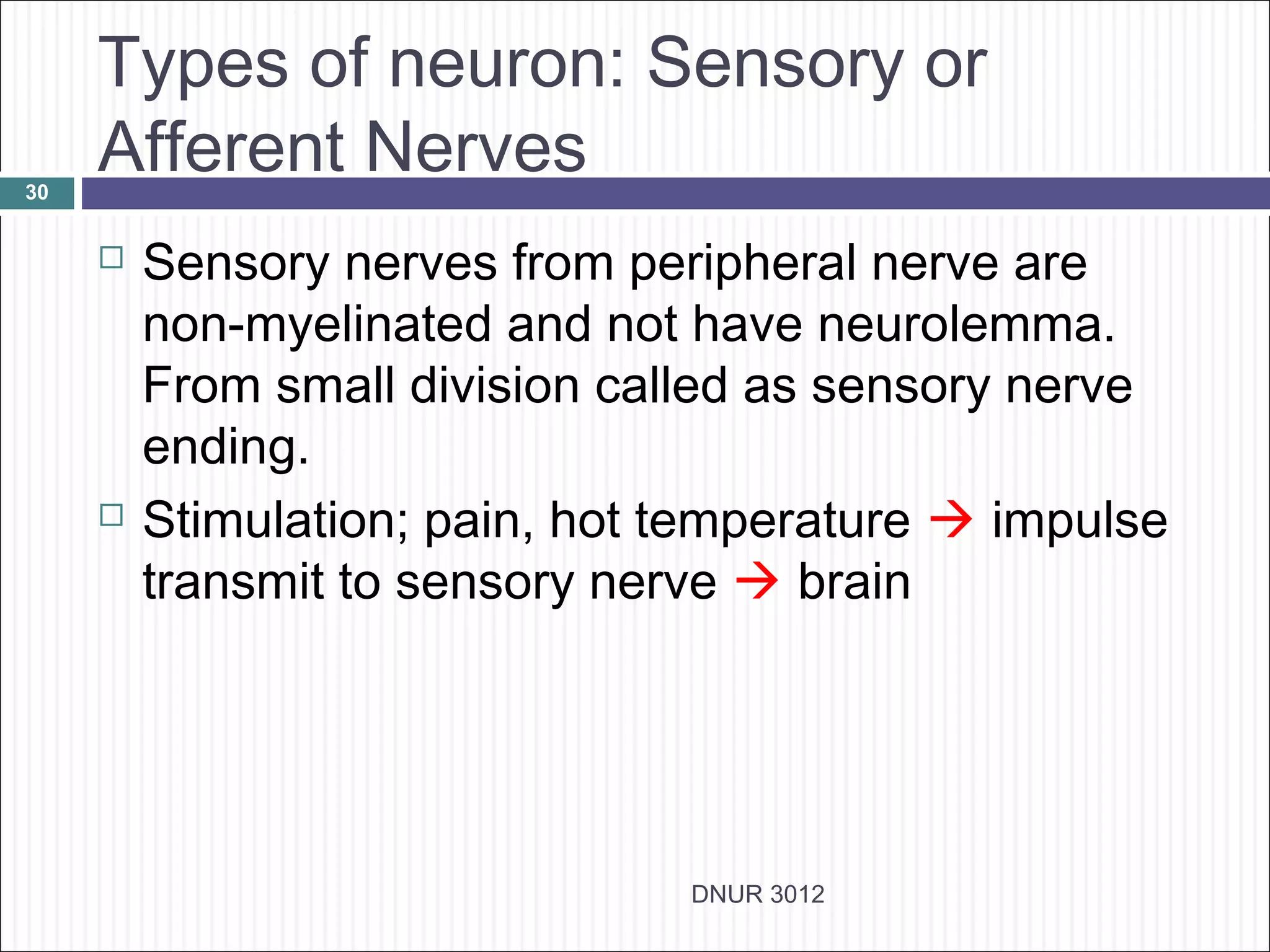 Types of neuron: Sensory or
30
     Afferent Nerves
        Sensory nerves from peripheral nerve are
         non-myelinated and not have neurolemma.
         From small division called as sensory nerve
         ending.
        Stimulation; pain, hot temperature  impulse
         transmit to sensory nerve  brain




                                DNUR 3012
 
