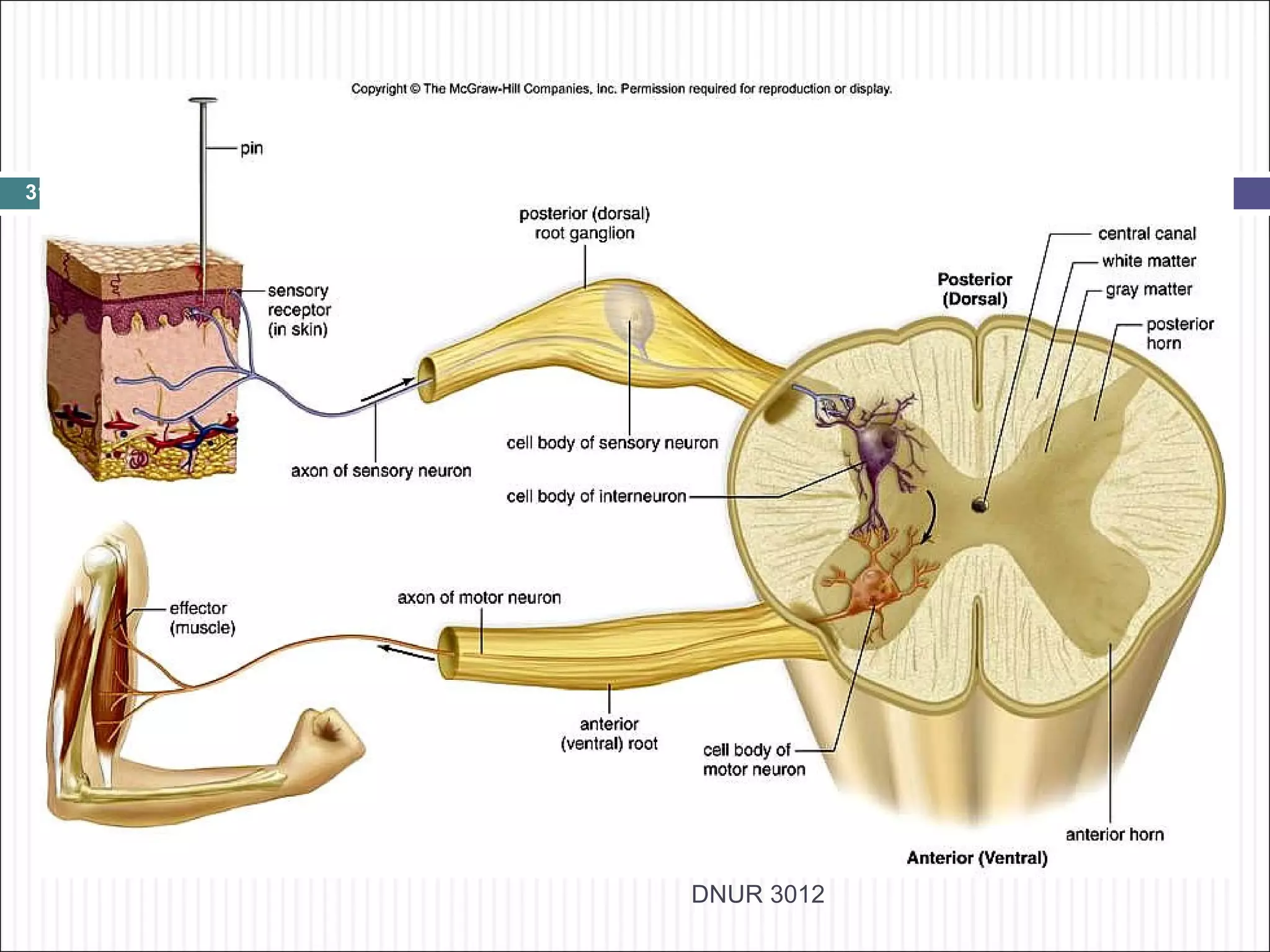 31




     DNUR 3012
 