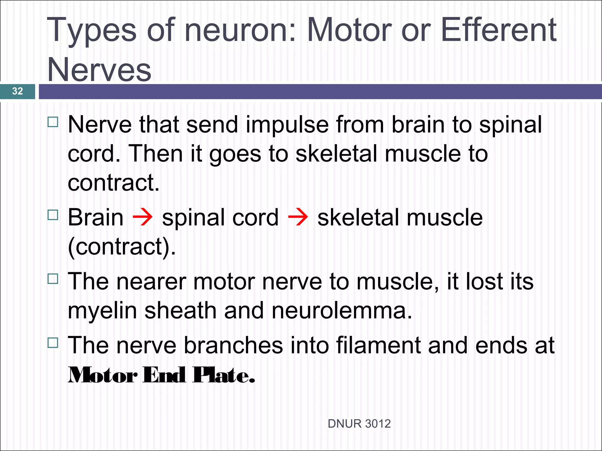 Types of neuron: Motor or Efferent
32
     Nerves
        Nerve that send impulse from brain to spinal
         cord. Then it goes to skeletal muscle to
         contract.
        Brain  spinal cord  skeletal muscle
         (contract).
        The nearer motor nerve to muscle, it lost its
         myelin sheath and neurolemma.
        The nerve branches into filament and ends at
         Motor End Plate.
                                 DNUR 3012
 