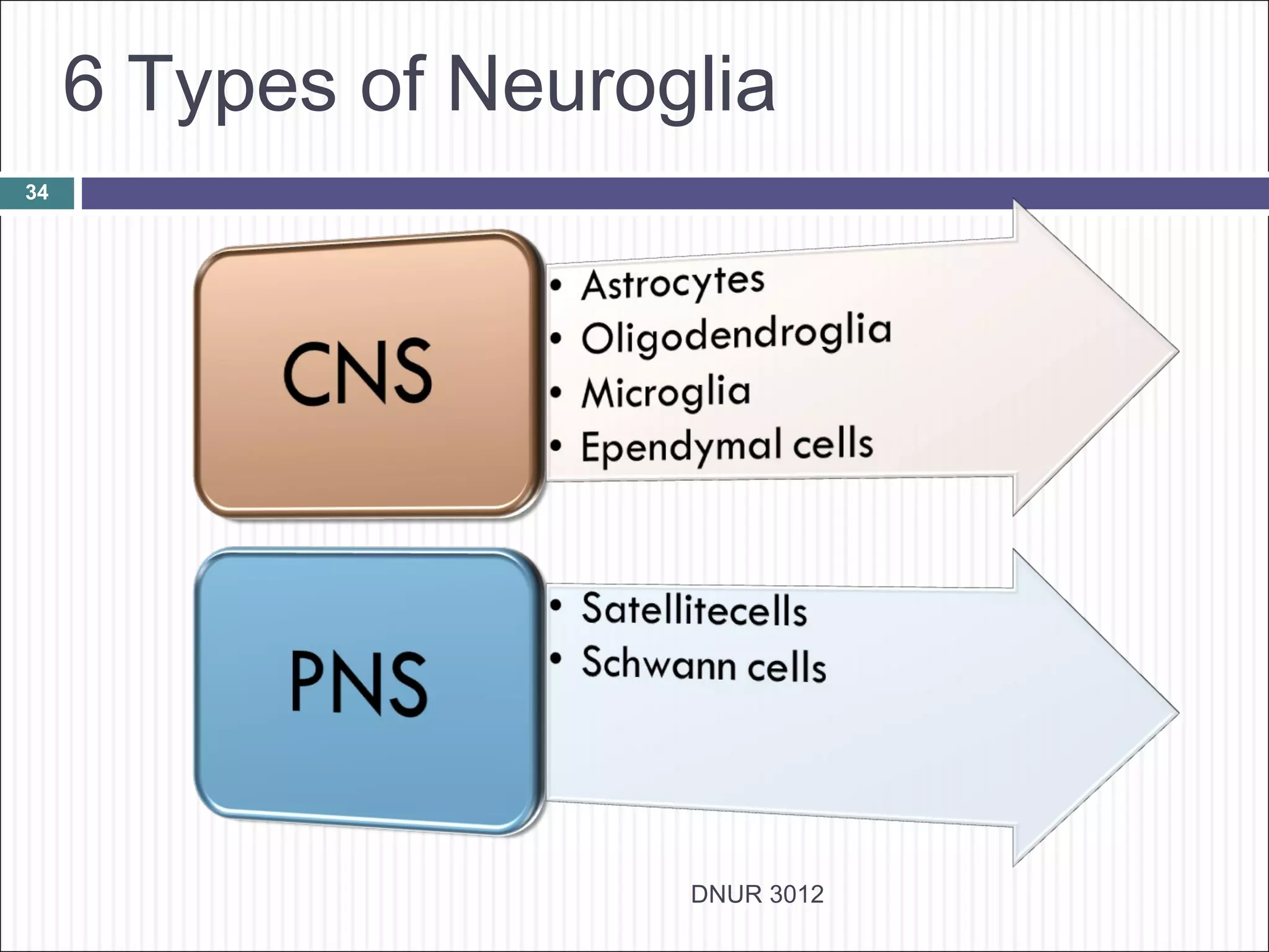 6 Types of Neuroglia
34




                      DNUR 3012
 