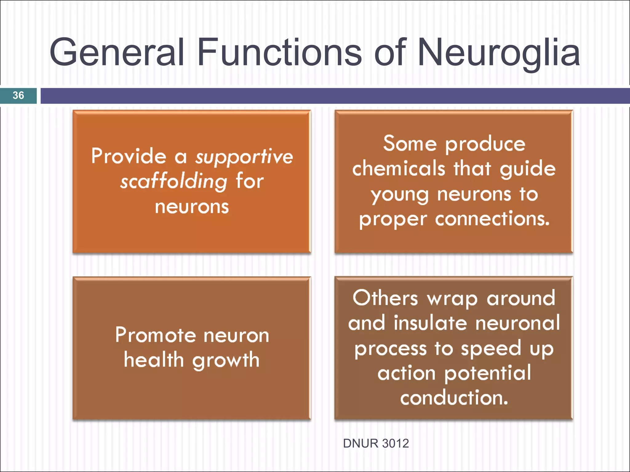 General Functions of Neuroglia
36




                     DNUR 3012
 