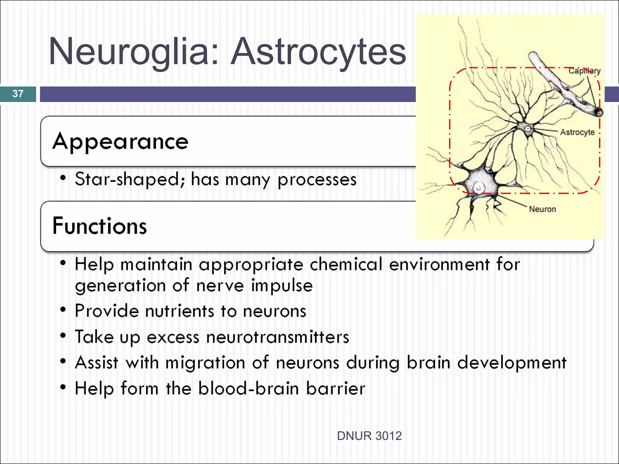 Neuroglia: Astrocytes
37




                     DNUR 3012
 