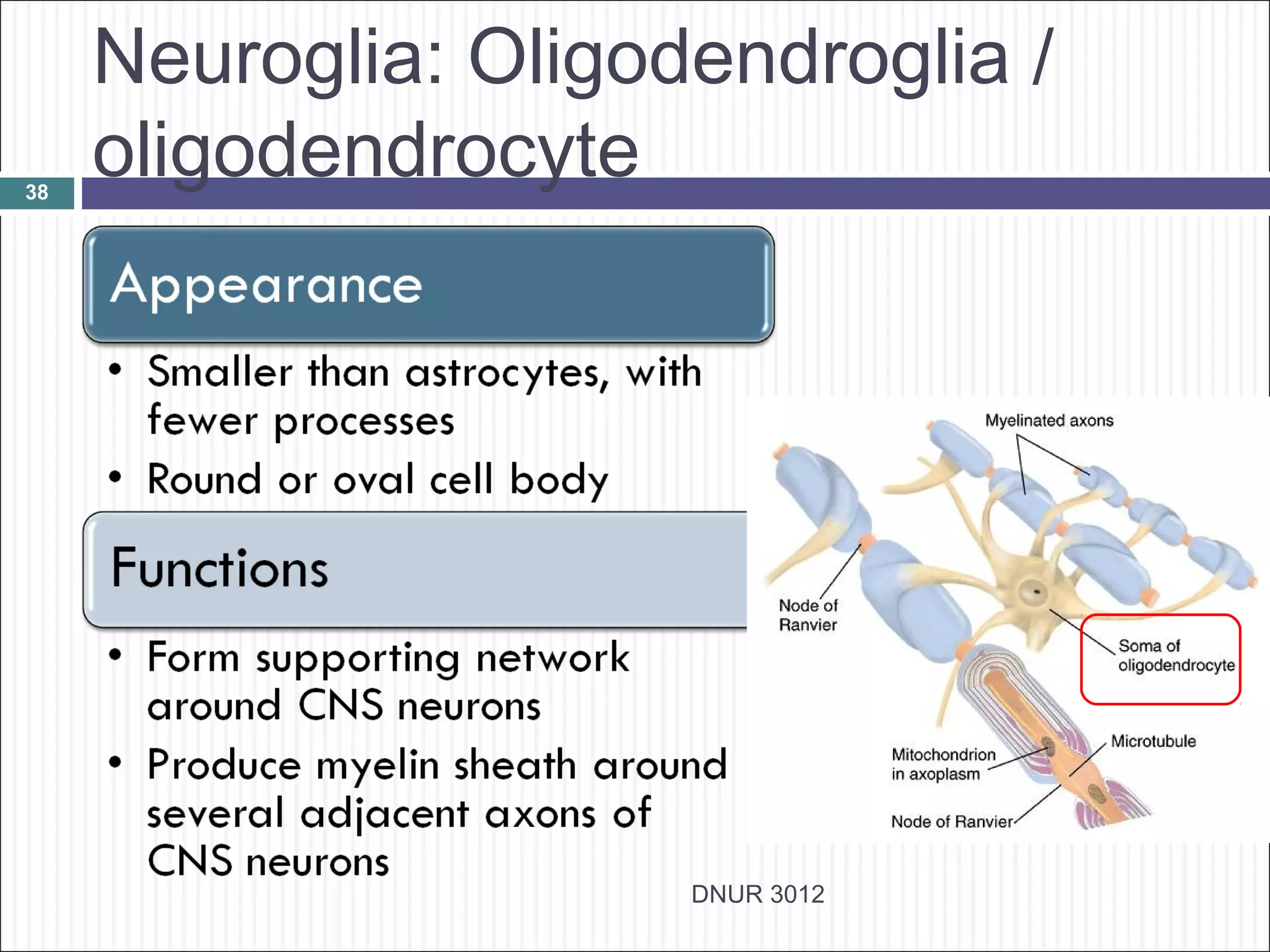 Neuroglia: Oligodendroglia /
38
     oligodendrocyte




                      DNUR 3012
 