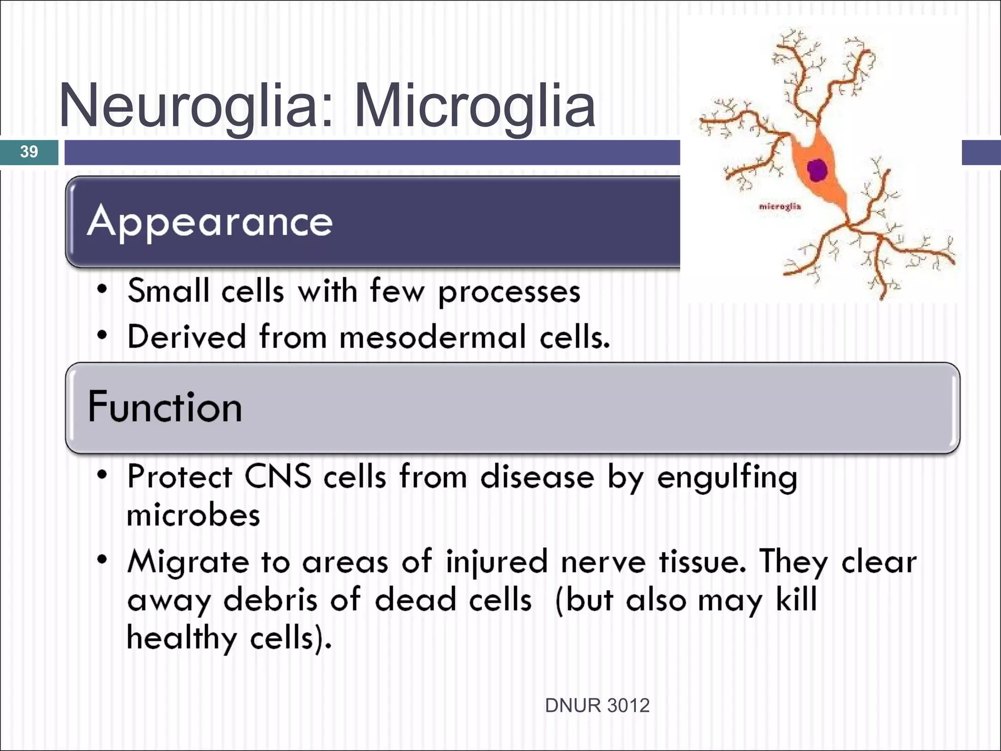 Neuroglia: Microglia
39




                       DNUR 3012
 