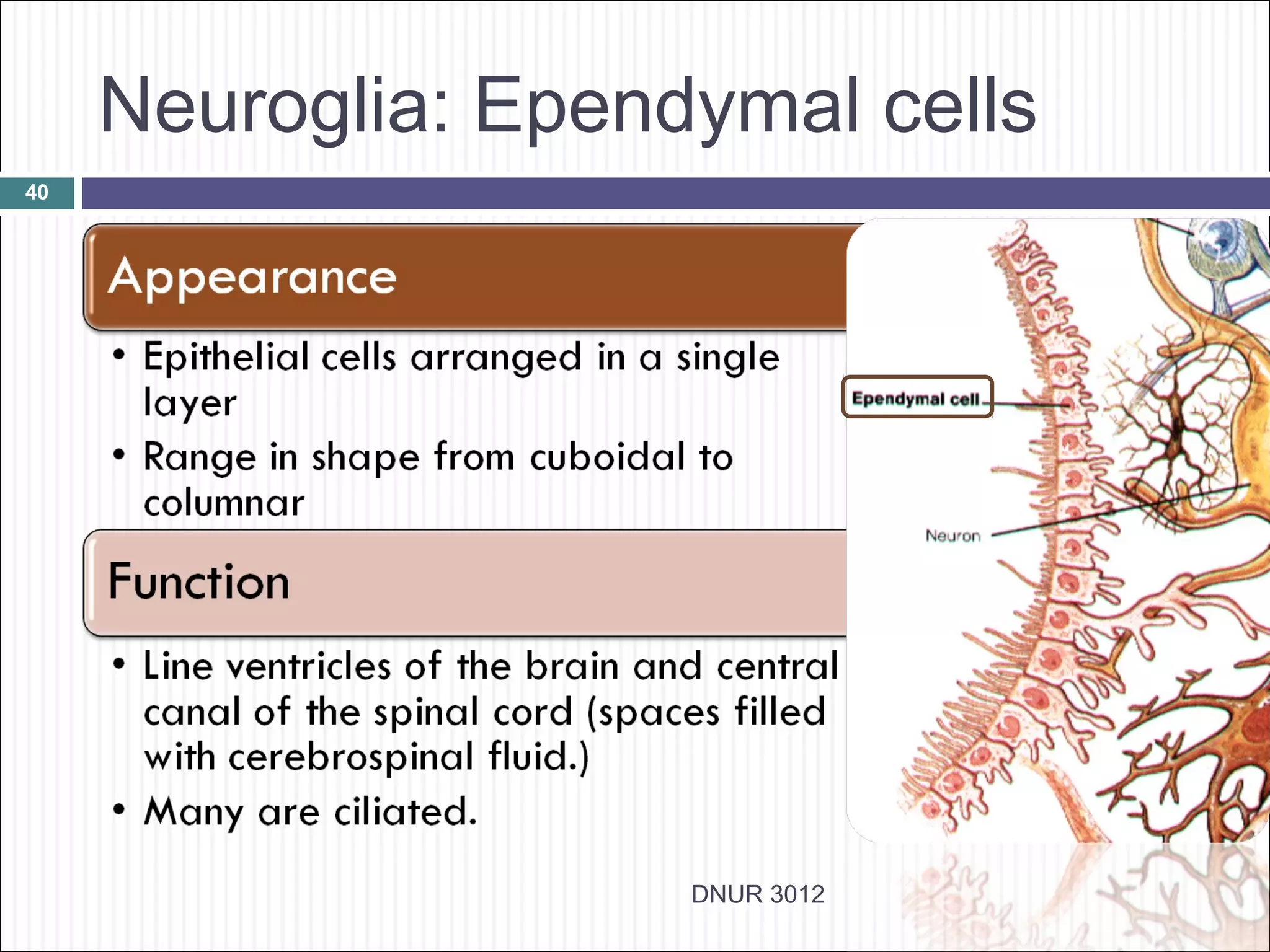 Neuroglia: Ependymal cells
40




                     DNUR 3012
 