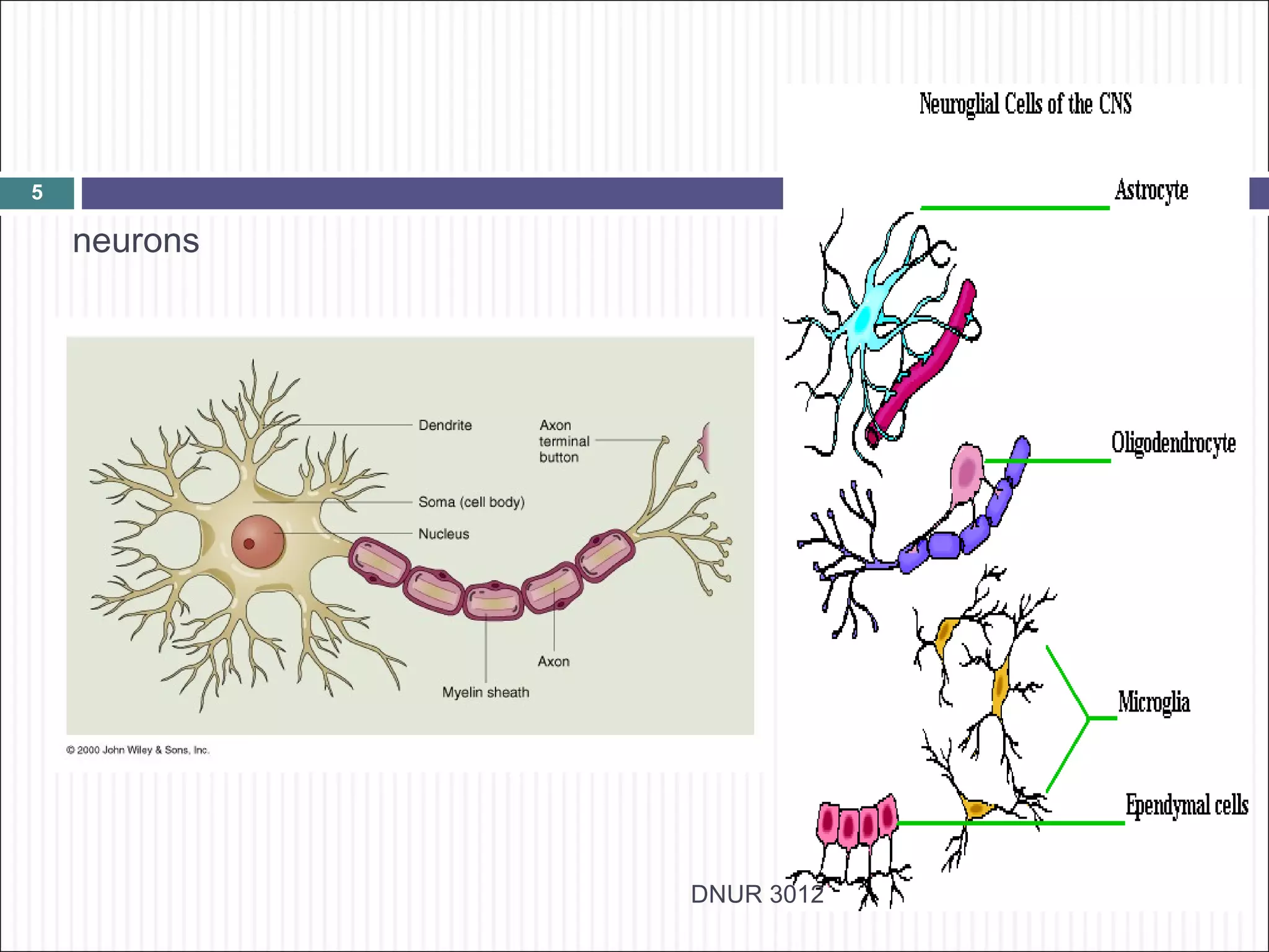 5

    neurons




              DNUR 3012
 