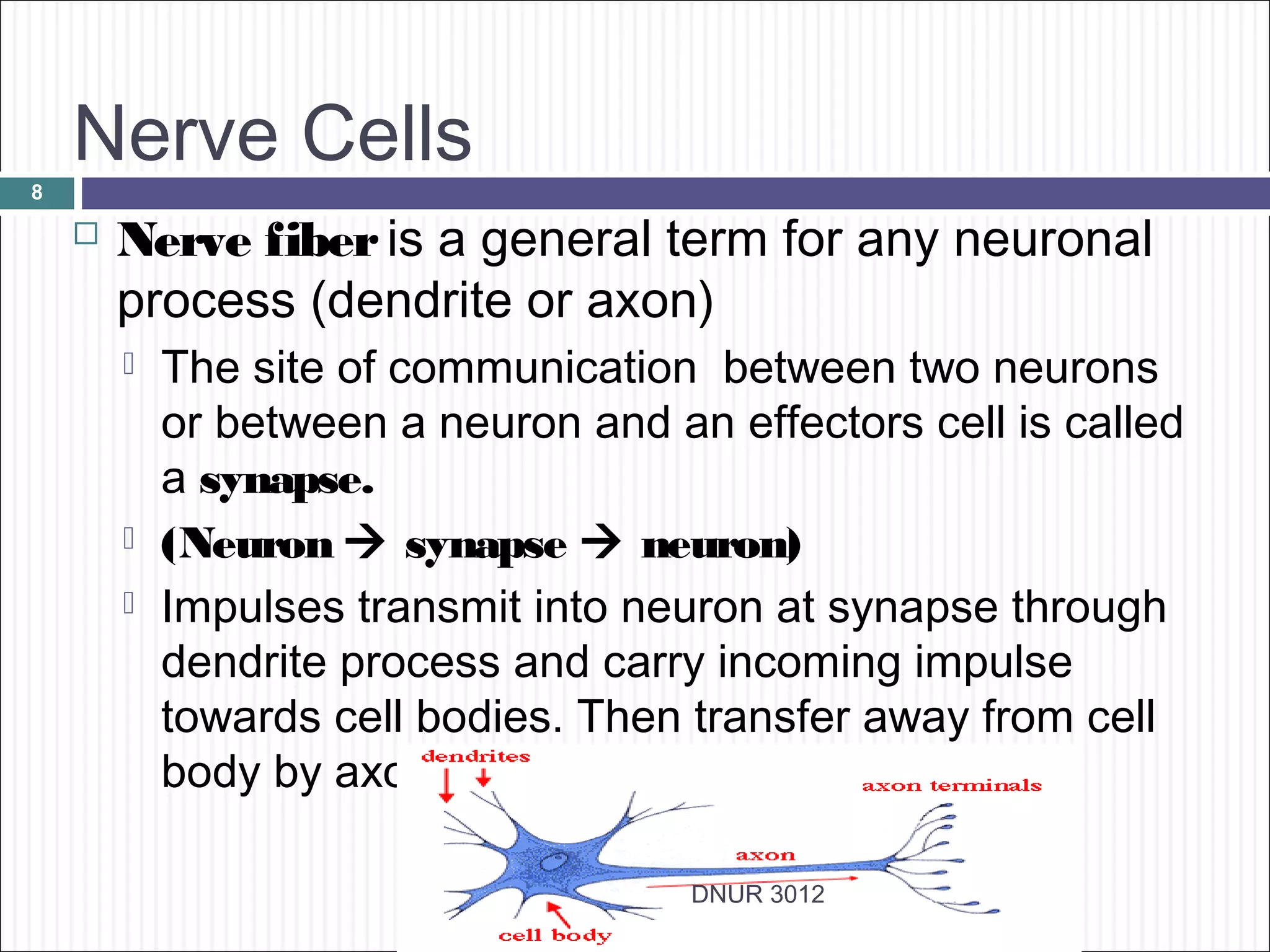 Nerve Cells
8

       Nerve fiber is a general term for any neuronal
        process (dendrite or axon)
           The site of communication between two neurons
            or between a neuron and an effectors cell is called
            a synapse.
           (Neuron  synapse  neuron)
           Impulses transmit into neuron at synapse through
            dendrite process and carry incoming impulse
            towards cell bodies. Then transfer away from cell
            body by axon.

                                      DNUR 3012
 