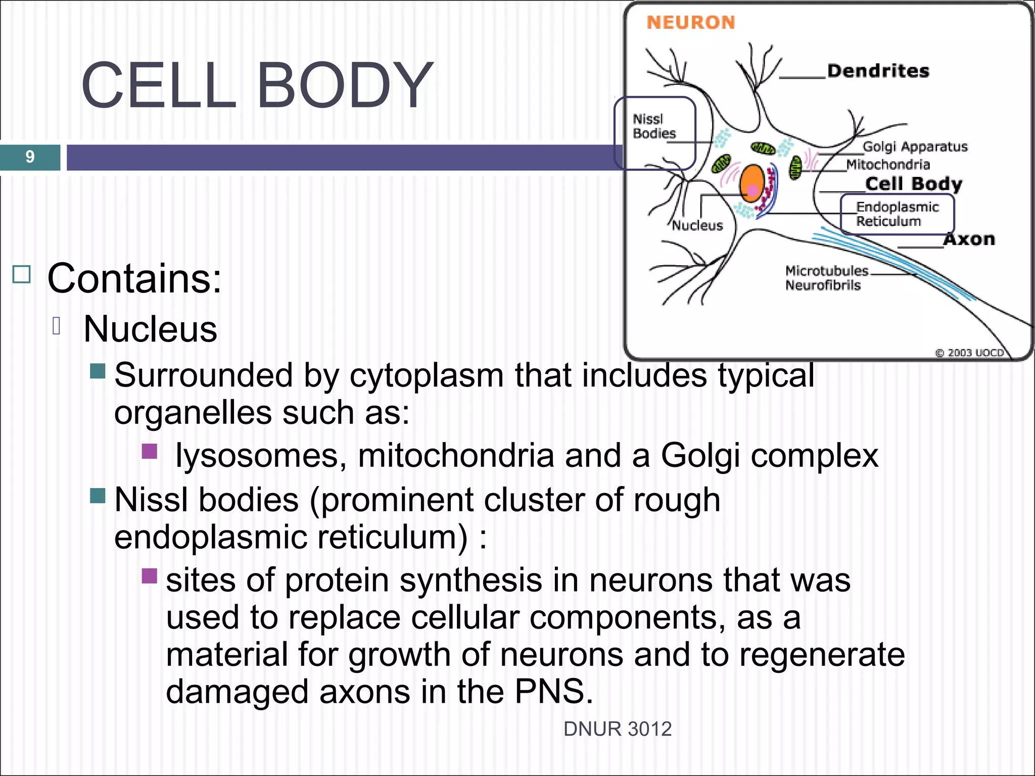 CELL BODY
9




   Contains:
       Nucleus
         Surrounded    by cytoplasm that includes typical
          organelles such as:
             lysosomes, mitochondria and a Golgi complex
         Nissl bodies (prominent cluster of rough
          endoplasmic reticulum) :
             sites of protein synthesis in neurons that was
              used to replace cellular components, as a
              material for growth of neurons and to regenerate
              damaged axons in the PNS.
                                       DNUR 3012
 